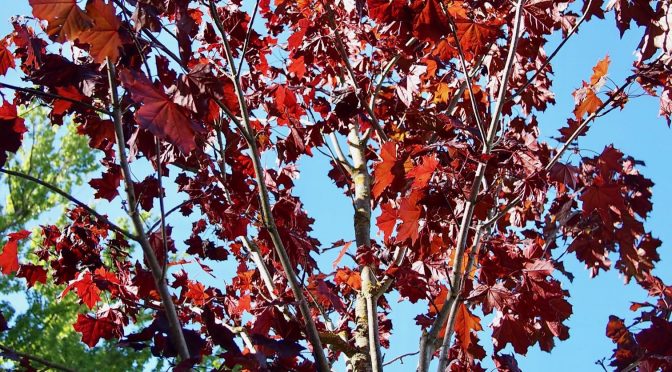 Acer platanoides 'Royal Red' @ Turku, Finland