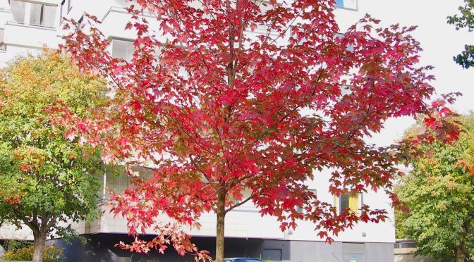 Acer × freemanii 'Autumn Blaze' @ Turku, Finland