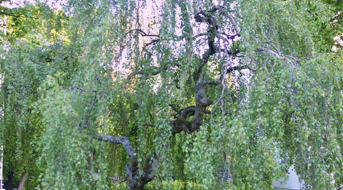 Betula pendula 'Youngii' @ Turku, Finland