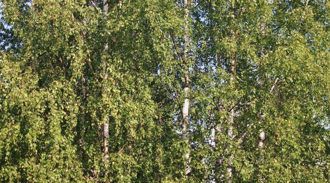 Betula pendula @ Turku, Finland