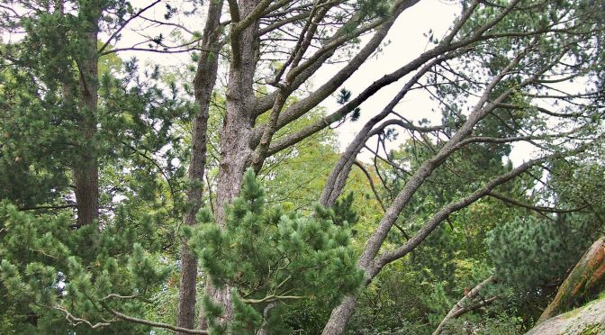Pinus cembra @ Turku, Finland