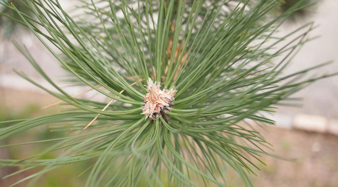 Pinus nigra @ Turku, Finland