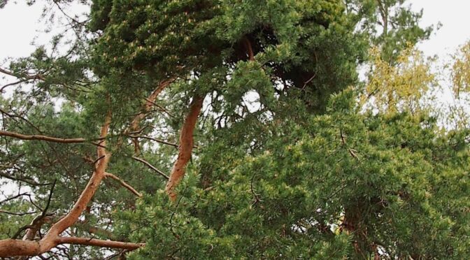 Pinus sylvestris f. "Tuulenpesä" @ Turku, Finland
