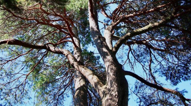 Pinus sylvestris @ Turku, Finland