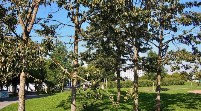 Populus balsamifera 'Elongata' @ Turku, Finland