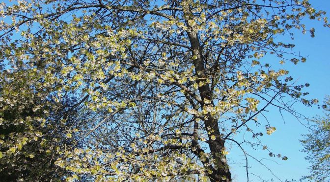 Prunus avium @ Turku, Finland