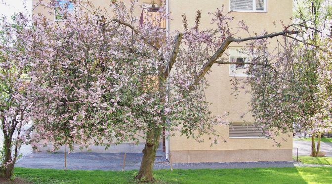 Prunus padus 'Colorata' @ Turku, Finland