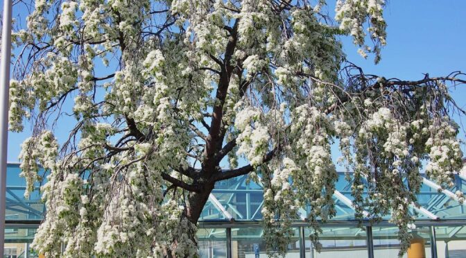 Prunus pensylvanica @ Turku, Finland