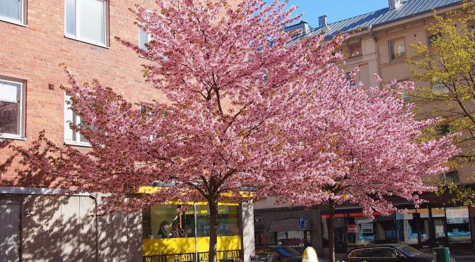 Prunus sargentii @ Turku, Finland