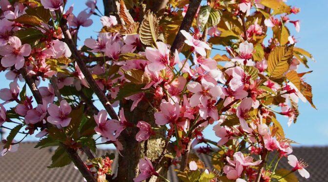 Prunus × hillieri 'Spire' @ Turku, Finland