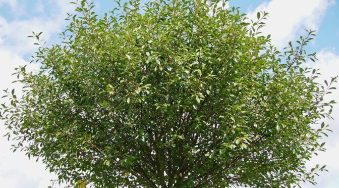 Prunus × eminens 'Umbraculifera' @ Turku, Finland