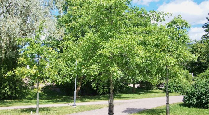 Quercus palustris @ Turku, Finland