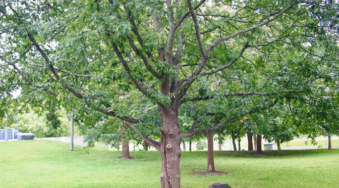 Quercus petraea @ Turku, Finland