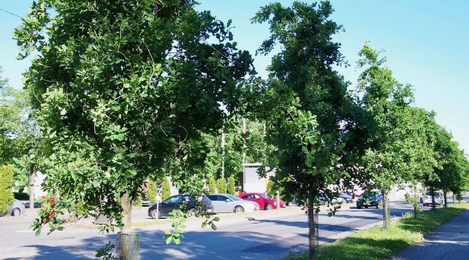 Quercus robur 'Alnarp' @ Turku, Finland