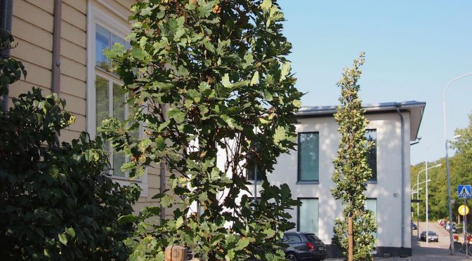 Quercus robur 'Fastigiata' @ Turku, Finland