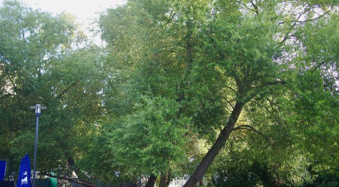 Salix × fragilis @ Turku, Finland