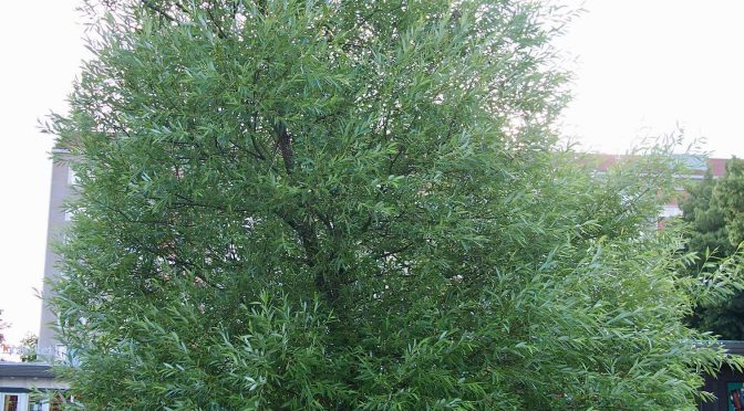 Salix × pendulina 'Lasipalatsi' @ Turku, Finland