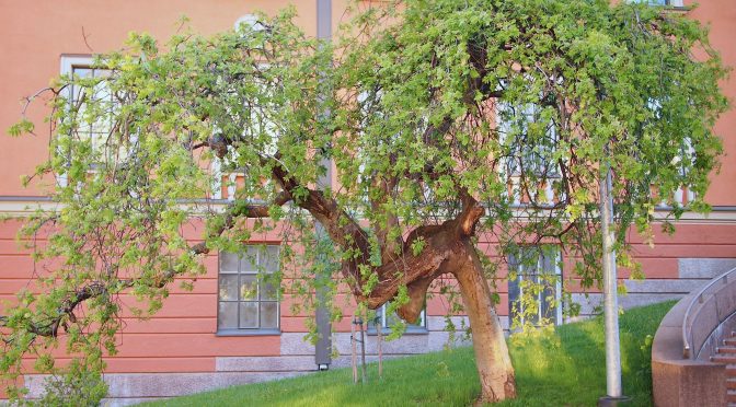 Sorbus aucuparia 'Pendula' @ Turku, Finland